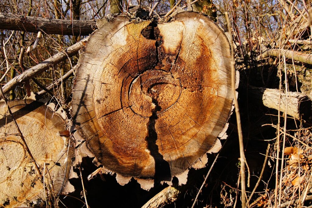 annual rings, wood, tree-235858.jpg