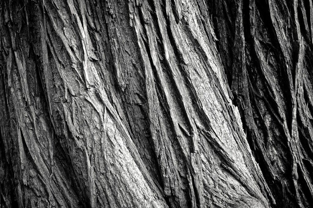 tree, tree bark, tribe-2106115.jpg